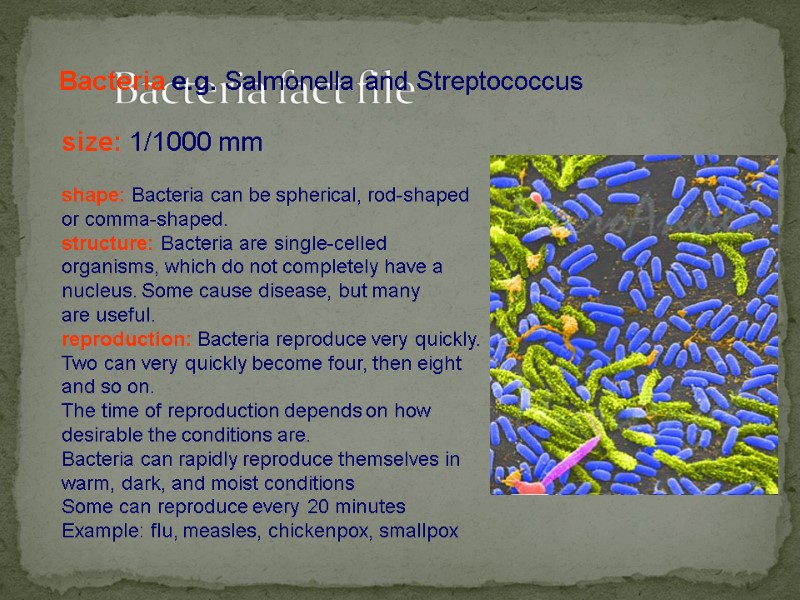 Bacteria fact file size: 1/1000 mm  shape: Bacteria can be spherical, rod-shaped or